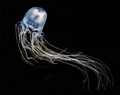 a white jellyfish floating in the dark water