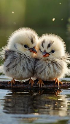 two baby birds sitting on top of a branch in the middle of water with their beaks touching each other