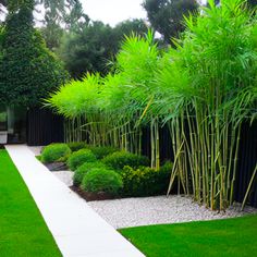 a lush green garden with bamboo trees in the background and white walkway leading up to it