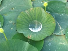 water droplets on the leaves of a large green plant with yellow flowers in the background