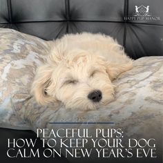 Keep Your Dog Calm on New Year