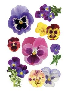 an assortment of colorful pansies on a white background