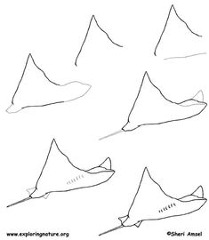 four different types of stingfishs are shown in this drawing lesson, which shows how to draw them