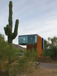 a large cactus next to a house on top of a hill