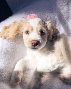 a small dog laying on top of a white blanket with a pink flower in it's hair