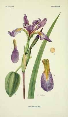 an illustration of purple flowers and green leaves