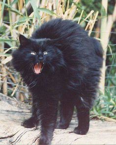 a black cat with it's mouth open standing on a rock in the grass