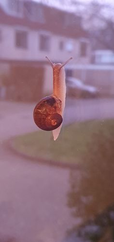 a bird feeder hanging from the side of a window next to a house in the background