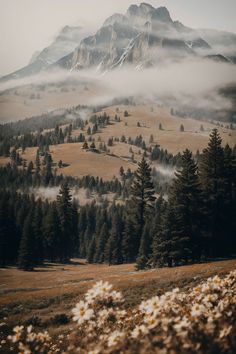 the mountains are covered with clouds and trees in the foreground is a field full of wildflowers