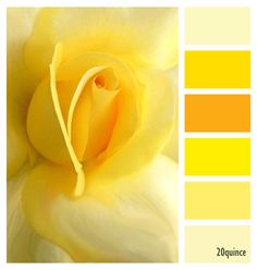 a yellow rose is in the middle of color swatches