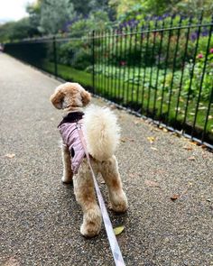 a small poodle wearing a pink coat and leash standing on the side of a road