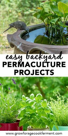 some plants that are in pots with the words easy backyard permaculture projects