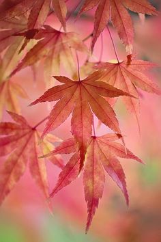 some red leaves are hanging from a branch in front of a blurry background with pink and green colors