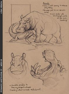 three drawings of rhinos and hippopotamus in various stages of development, from the earliest to the present day