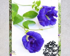 purple flowers and seeds on a white surface