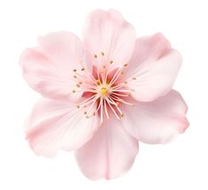 a pink flower with yellow stamens on it's center is photographed against a white background