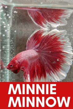 a red and white fish with the words mini minnow on it's side