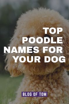 a dog with the words top poodle names for your dog