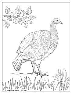 A realistic turkey coloring sheet for adults. Turkey Coloring Sheet, Happy Thanksgiving Pictures, Colouring Sheets For Adults