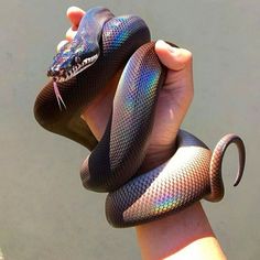 a person holding a small snake in their hand