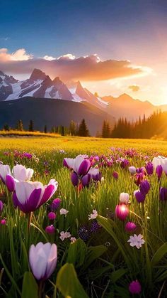 purple and white flowers in the grass with mountains in the backgrounnd at sunset