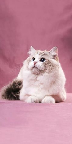 a fluffy white cat sitting on top of a pink blanket