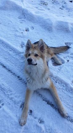 a dog laying in the snow with its eyes closed