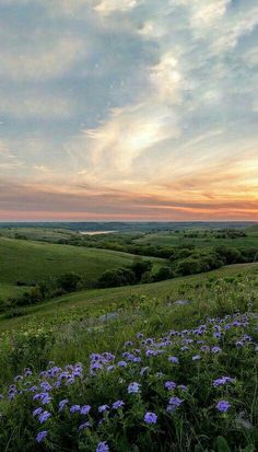 the sun is setting over an open field with wildflowers