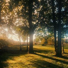 the sun is shining through the trees in the park