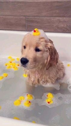 a dog sitting in a bathtub with rubber ducks