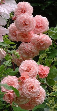 pink flowers are blooming in the garden