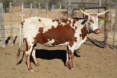 a brown and white cow standing next to a fence in an enclosed area with dirt on the ground