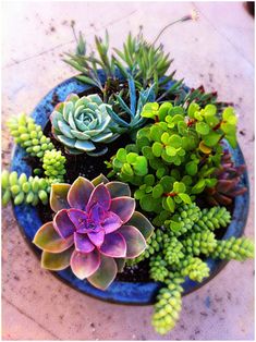 a blue bowl filled with succulents on top of a table