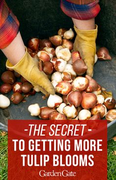 the feet of a person picking up mushrooms from a metal bowl with text overlay