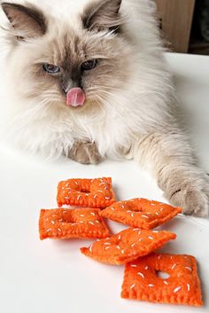 a white cat laying on top of a table next to some orange cheetos