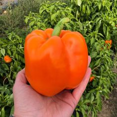 a hand holding an orange bell pepper