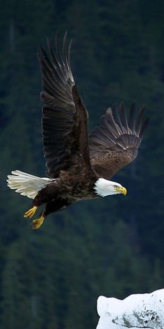 an eagle flying in the air with its wings spread out and it's talon extended