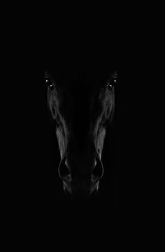 a horse's head in the dark with it's nose slightly obscured by darkness