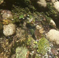 water flowing over rocks and plants in a stream