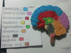 there is a paper cutout of a human brain on top of a piece of paper