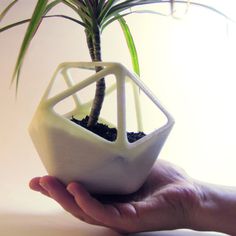 a hand holding a small potted plant in it's palm tree holder,