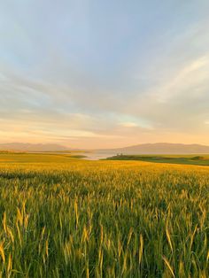 the sun is setting over a field of wheat