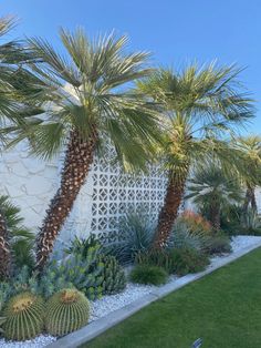 a garden with palm trees and succulents on the side of a house