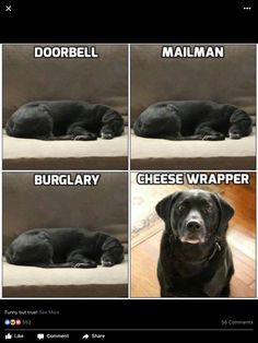 a black dog laying down on top of a floor next to a wall with the caption'dobrell, mailman, cheese wrapper