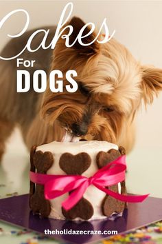 a small dog sniffing a cake on top of a table with the words cakes for dogs written above it