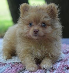 a small brown dog sitting on top of a blanket