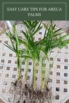 a potted plant with the words easy care tips for areca palms on it