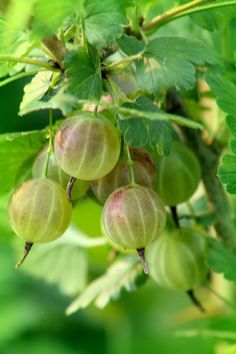 the fruit is growing on the tree and ready to be picked from it's branches