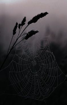 a spider web with dew drops on it and a plant in the background, surrounded by fog