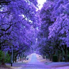 purple trees line the street in front of a park